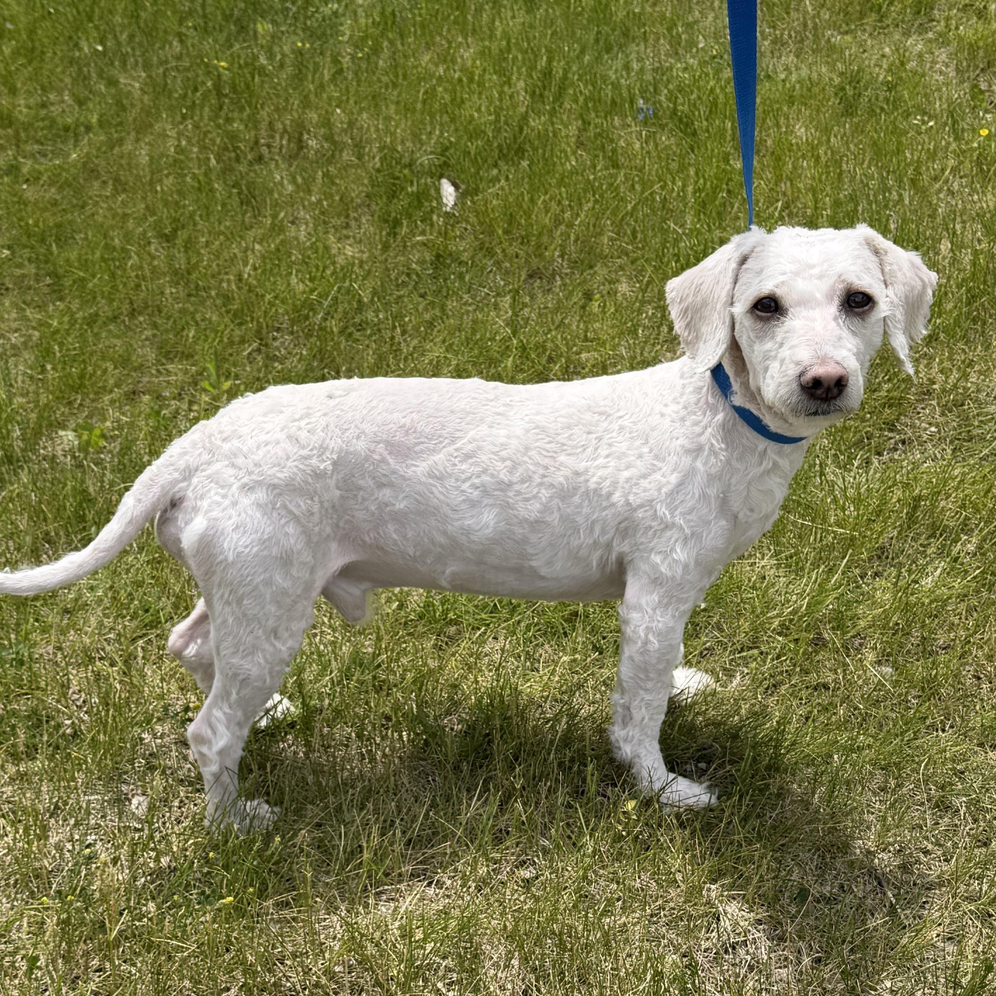 Cloud, an adopted mixed breed in Libertyville, IL image 4/5