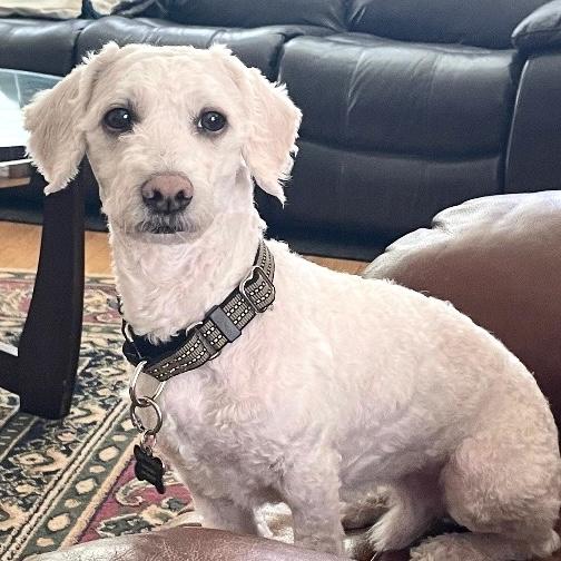 Cloud, adopted, Adult Male Poodle.