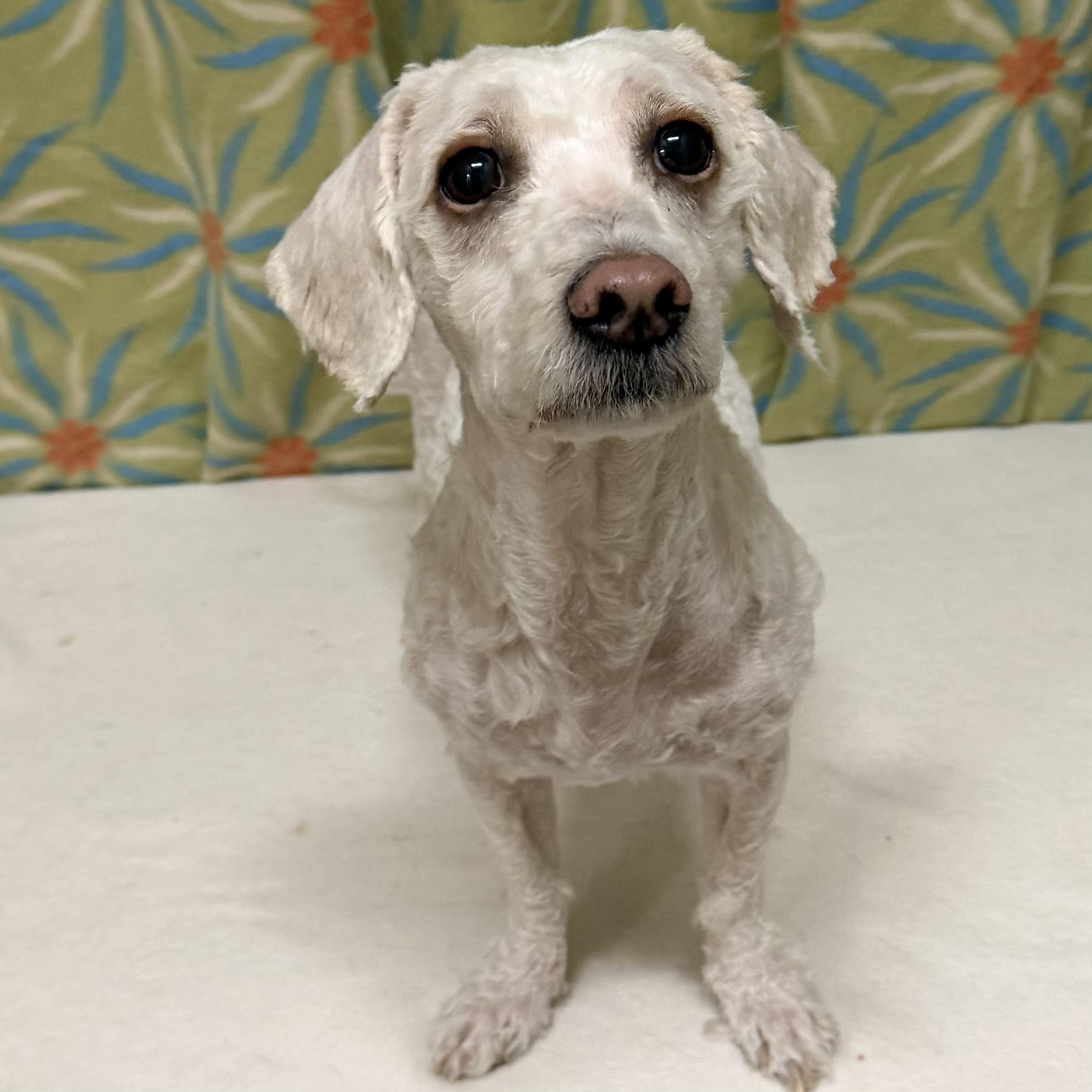 Cloud, an adopted mixed breed in Libertyville, IL image 3/5