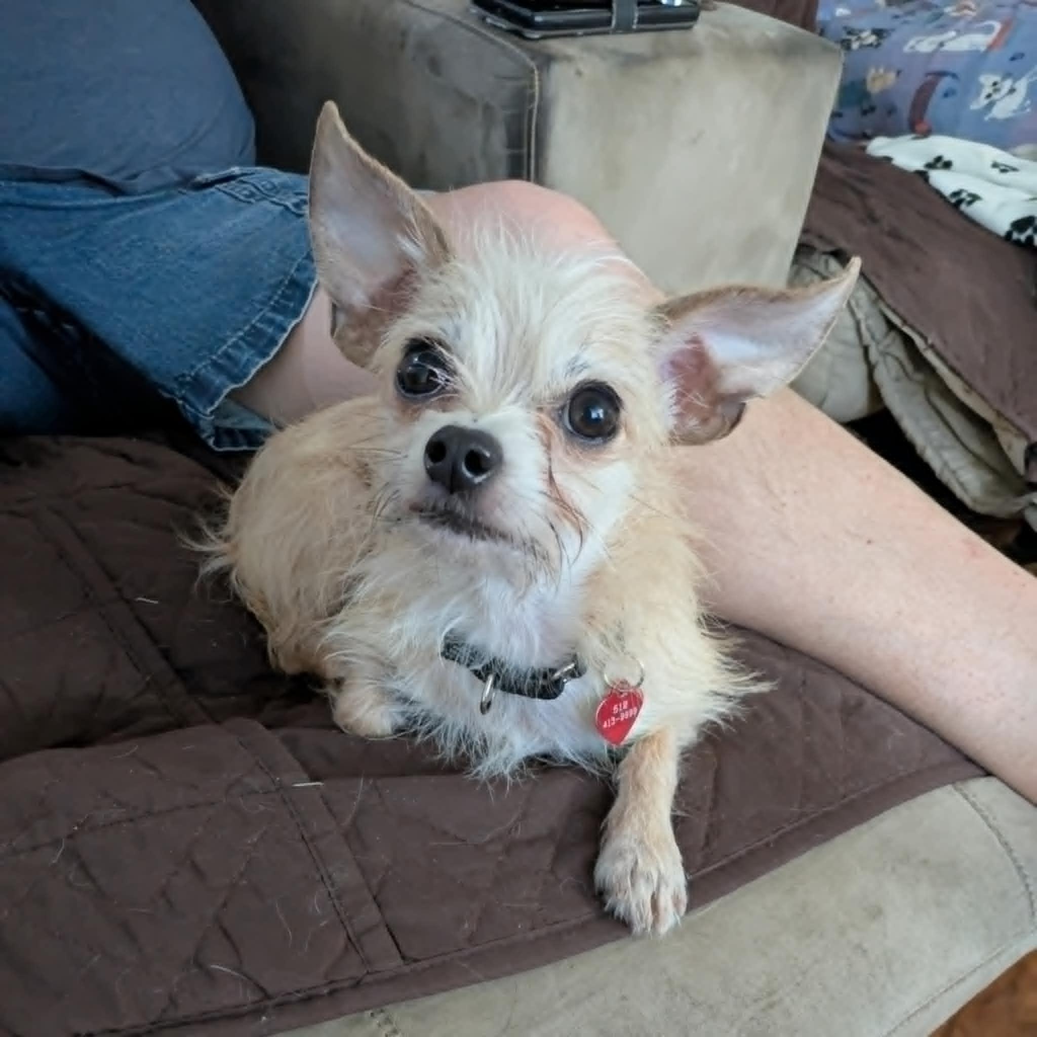 Mutt, Adoptable, Young Male Yorkshire Terrier & Chihuahua.