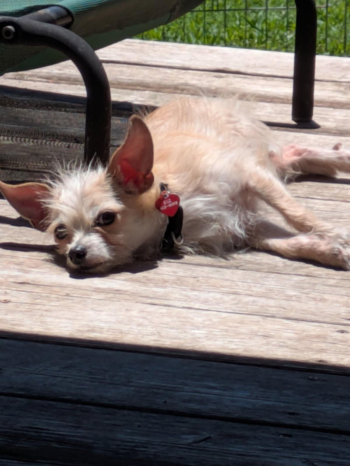 Enlarge Mutt, a Adoptable mixed breed in Round Rock, TX image 2/5