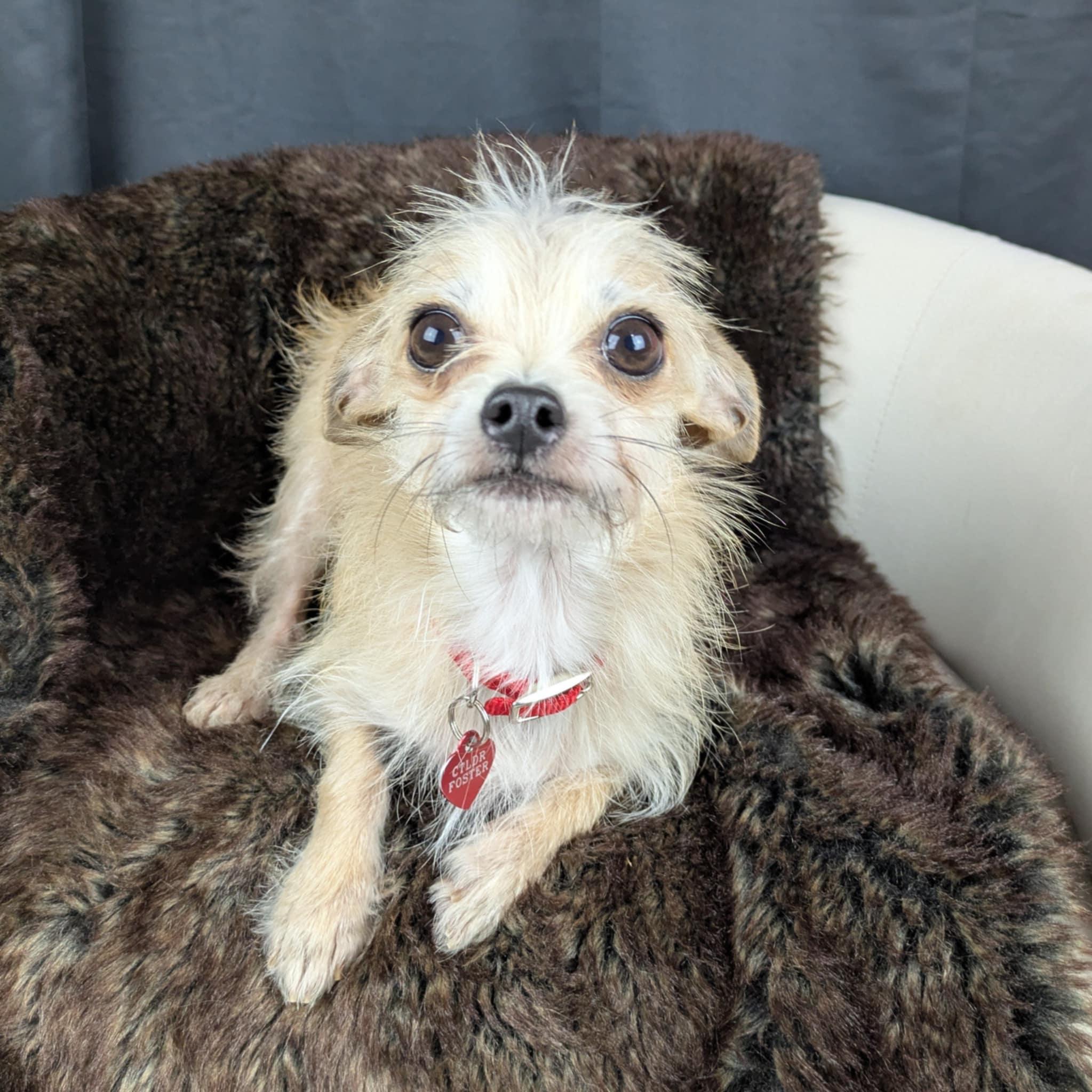 Enlarge Mutt, a Adoptable mixed breed in Round Rock, TX image 4/5