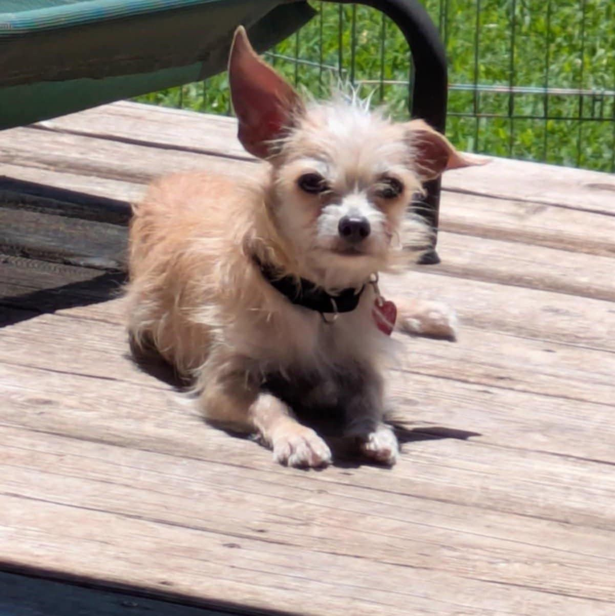 Enlarge Mutt, a Adoptable mixed breed in Round Rock, TX image 3/5