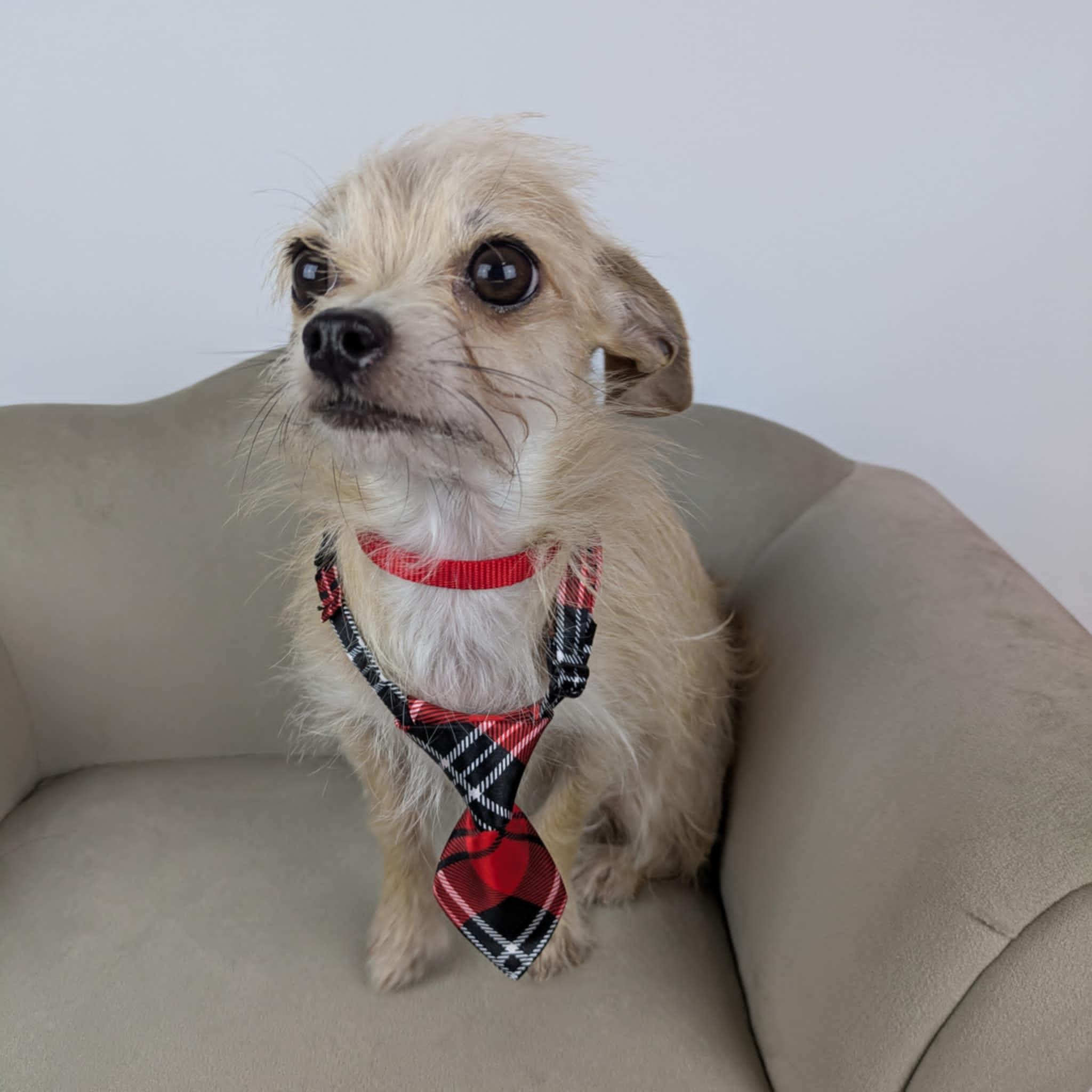 Enlarge Mutt, a Adoptable mixed breed in Round Rock, TX image 5/5