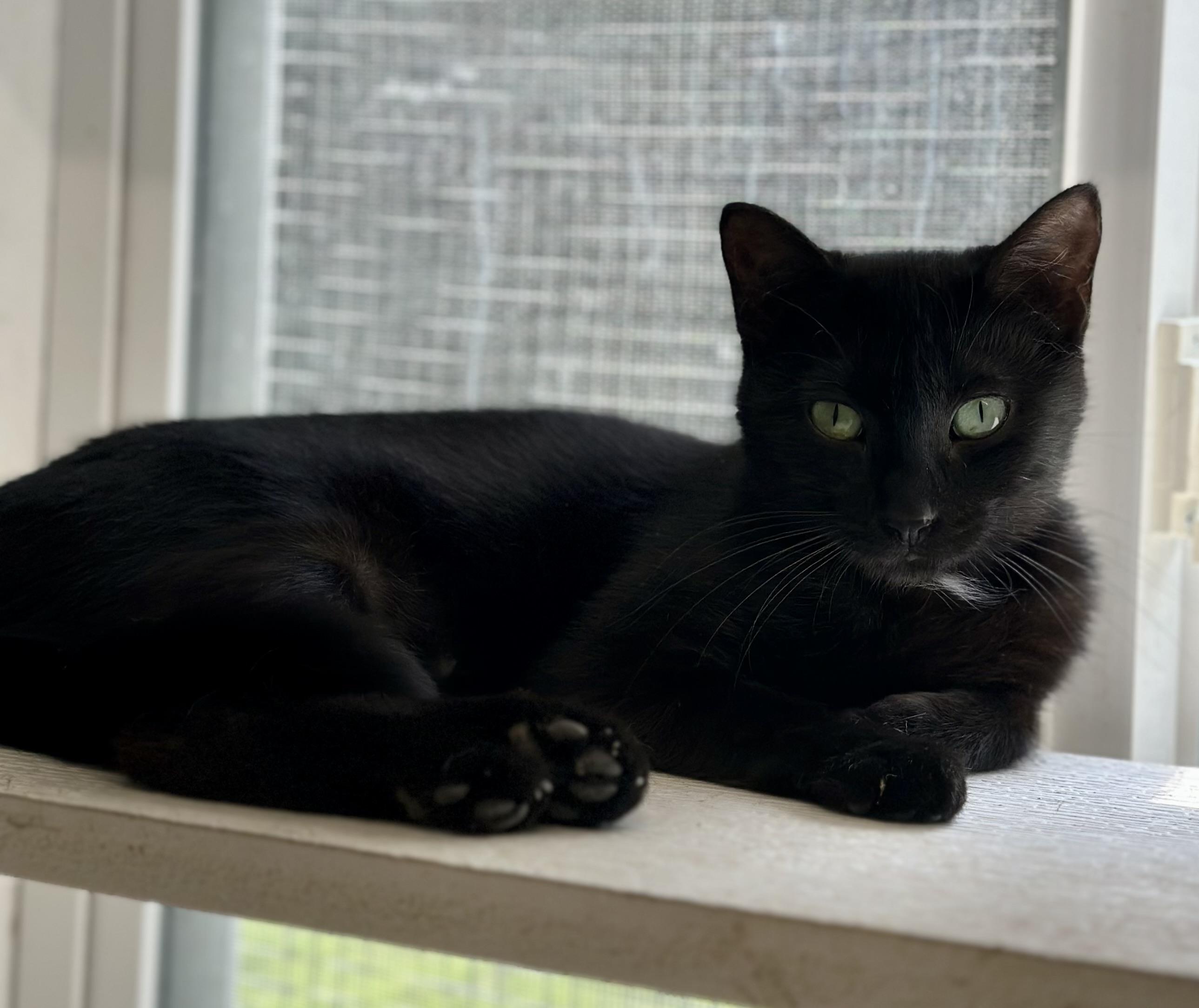 Dominque, Adoptable, Adult Female Domestic Short Hair.