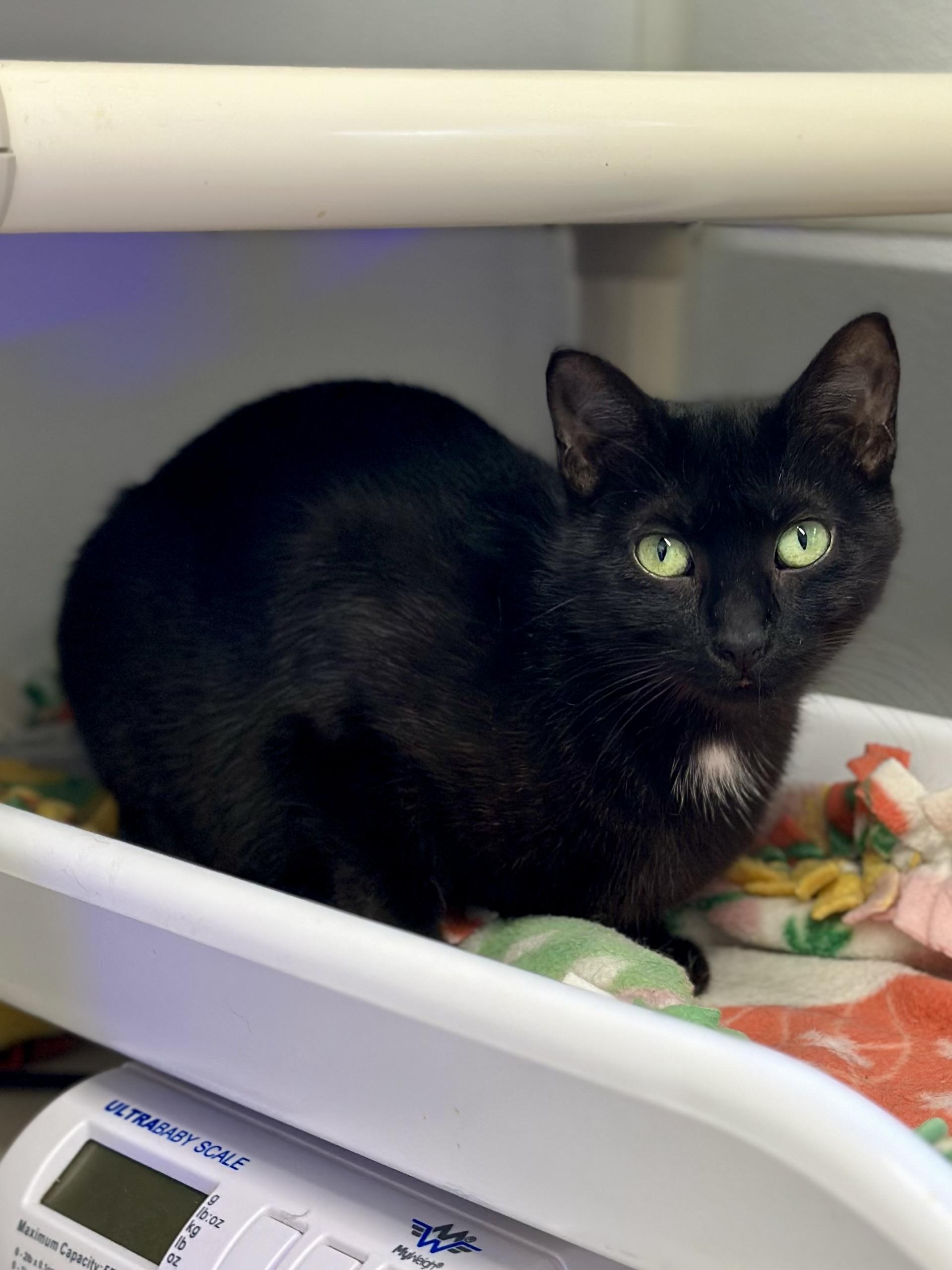 Dominque, Adoptable, Adult Female Domestic Short Hair.