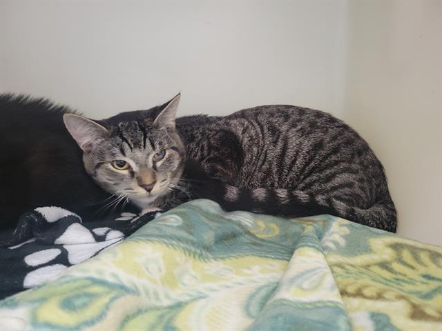 TIRAMISU, Adoptable, Young Male Domestic Short Hair.