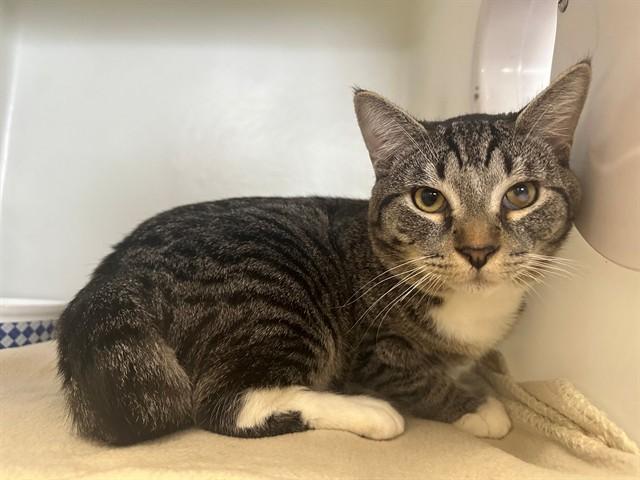 Enlarge TIRAMISU, a Adoptable Domestic Short Hair in McKinleyville, CA image 1/1