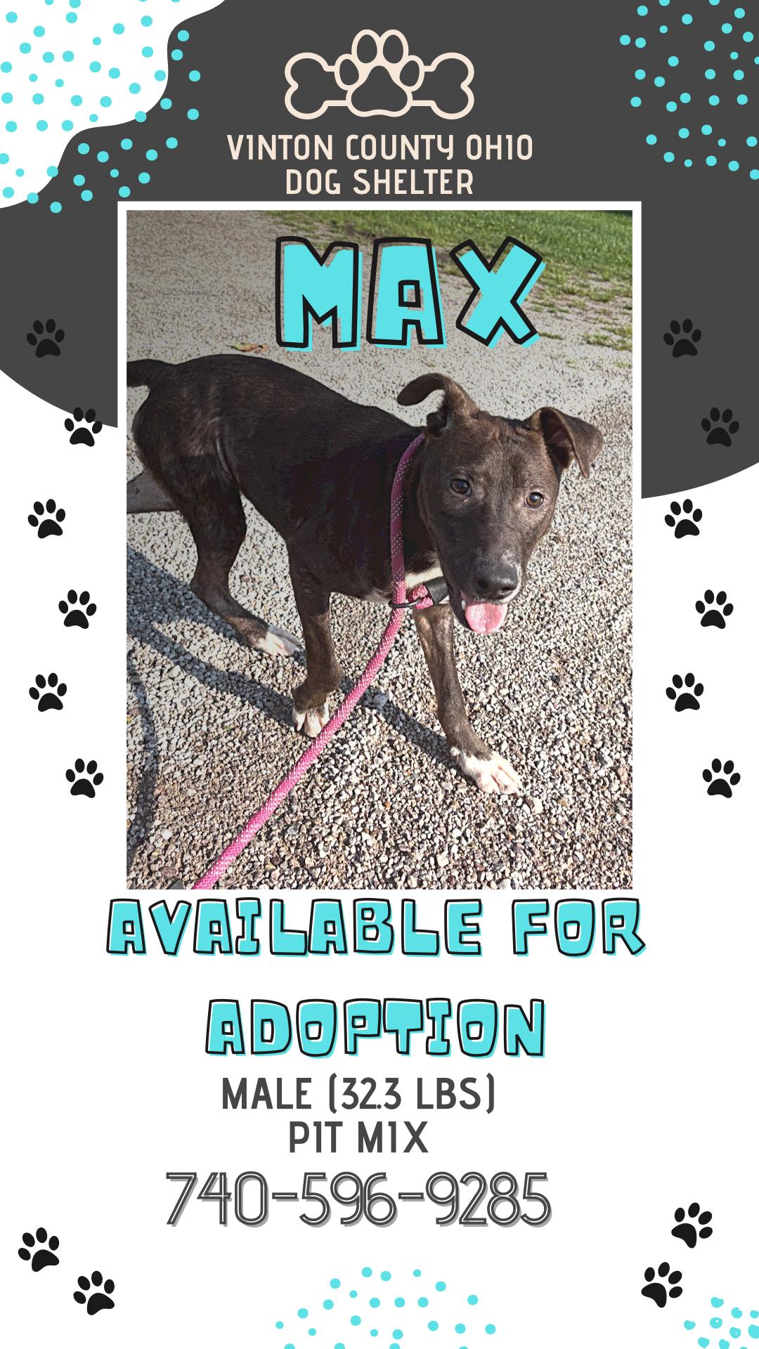 Max, Adoptable, Young Male Pit Bull Terrier.