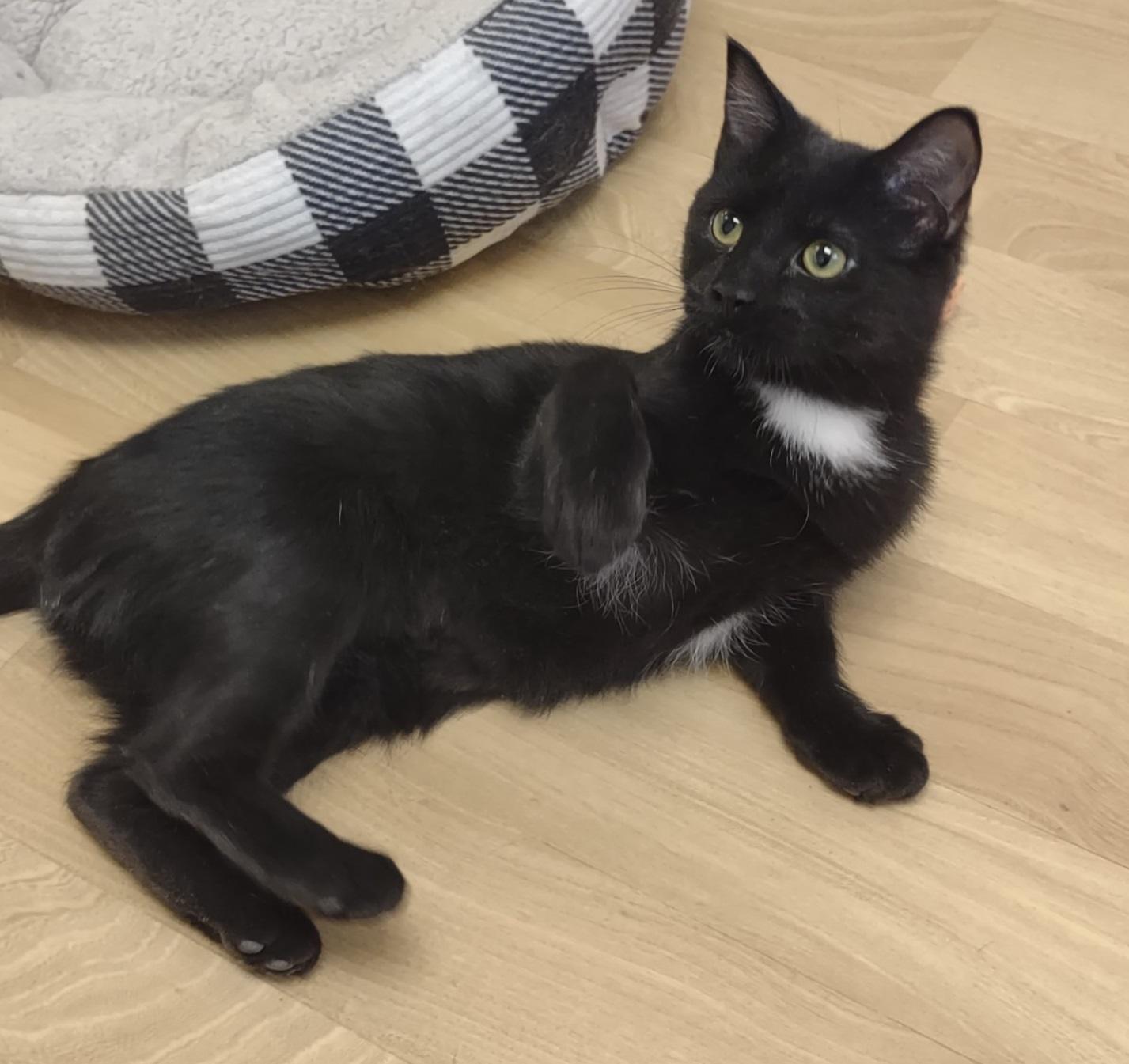 Silver Tip, adopted, Kitten Female Bombay & Domestic Short Hair.