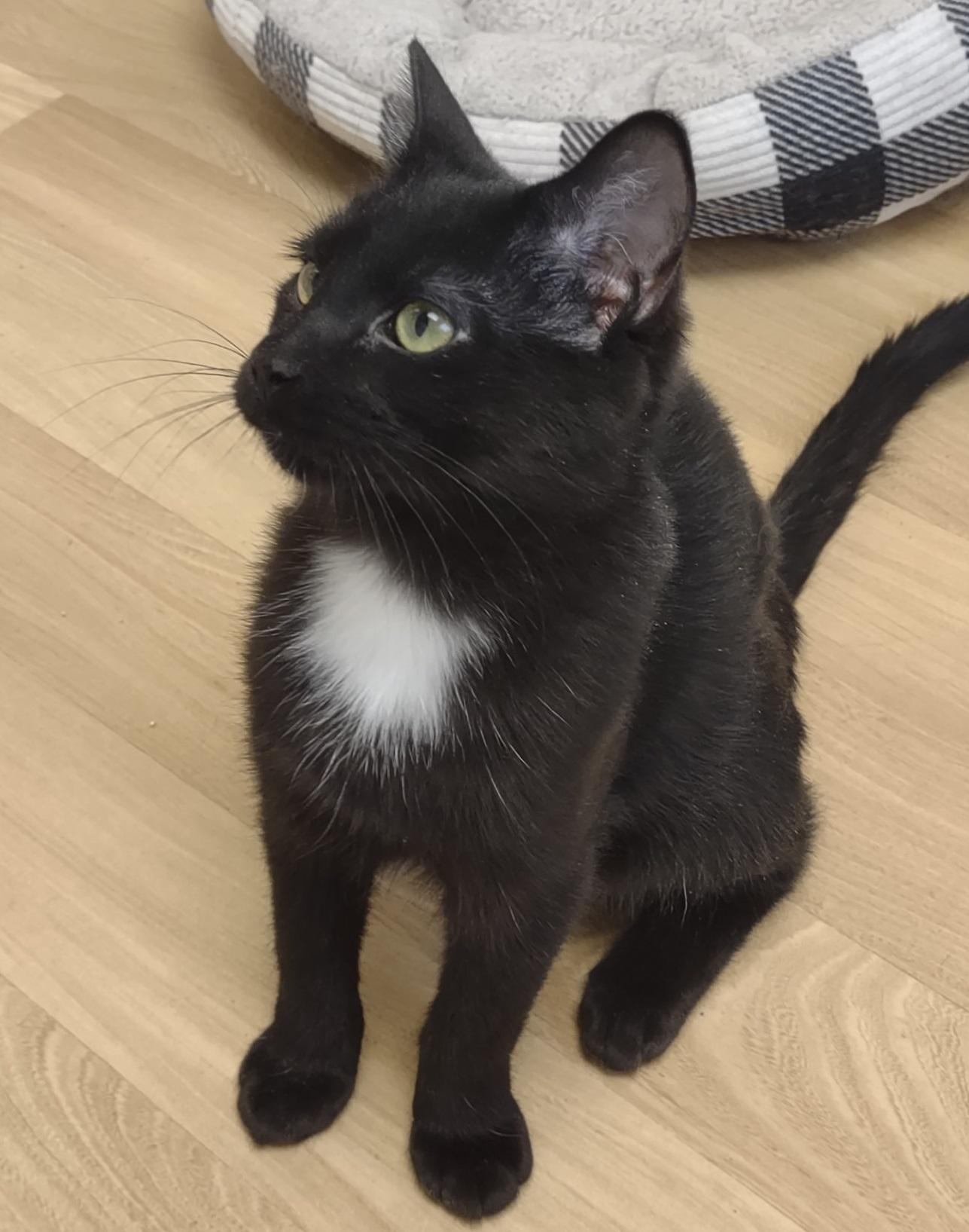 Enlarge Silver Tip, an adopted mixed breed in Montour Falls, NY image 2/3