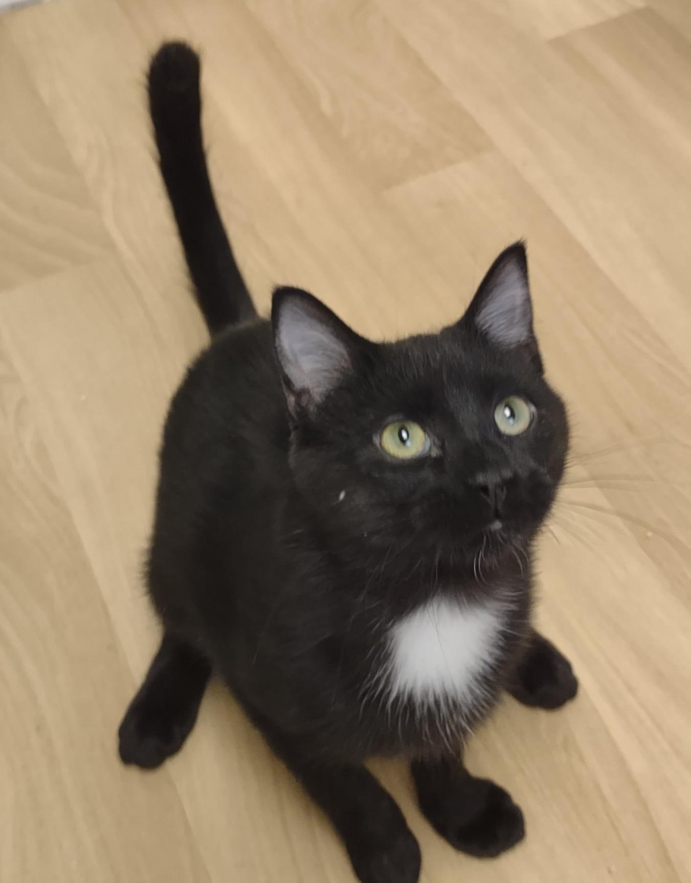 Enlarge Silver Tip, an adopted mixed breed in Montour Falls, NY image 3/3