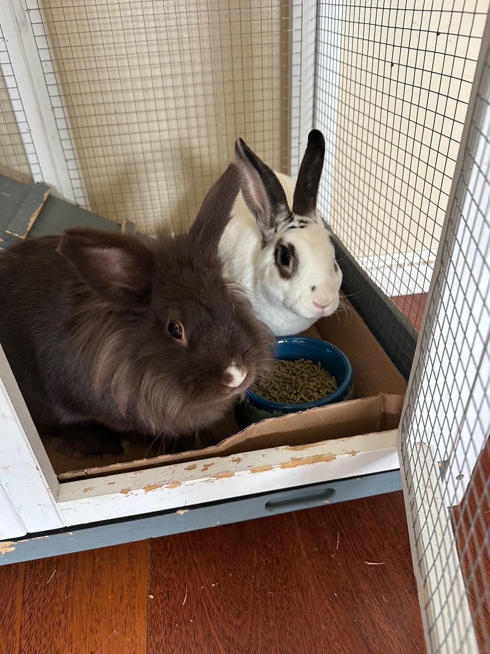 Cheerio & Caramel, an adoptable Lionhead & Hotot Mix in Los Angeles, CA_image-1