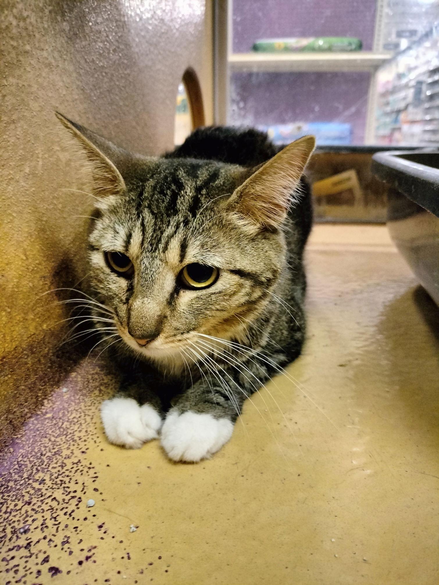 Fancy, Adoptable, Adult Male American Shorthair.