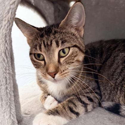 Sandy, Adoptable, Adult Female Domestic Short Hair & Domestic Short Hair.