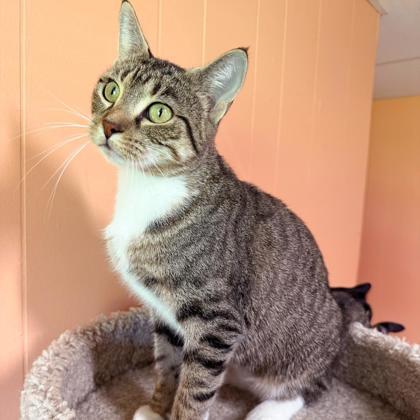 Enlarge Sandy, a Adoptable Domestic Short Hair in Dahlonega, GA image 2/2