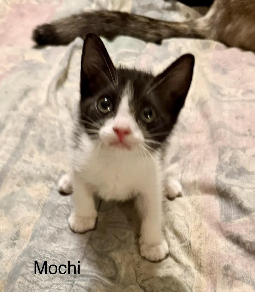 Enlarge Mochi, a Adoptable Domestic Short Hair in Safety Harbor, FL image 1/1