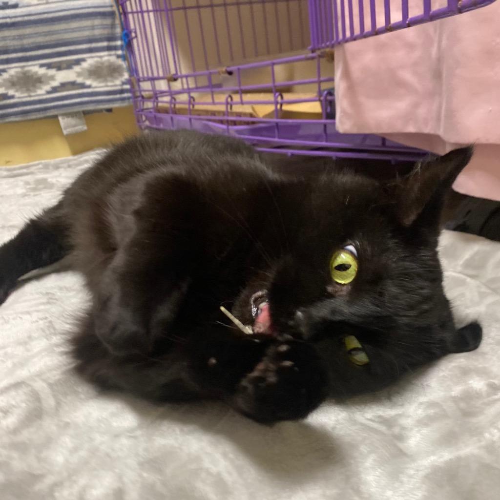 Munch, a Adoptable mixed breed in Fall River, MA image 1/6