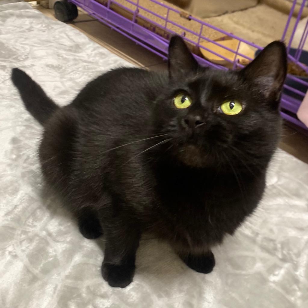 Munch, a Adoptable mixed breed in Fall River, MA image 2/6