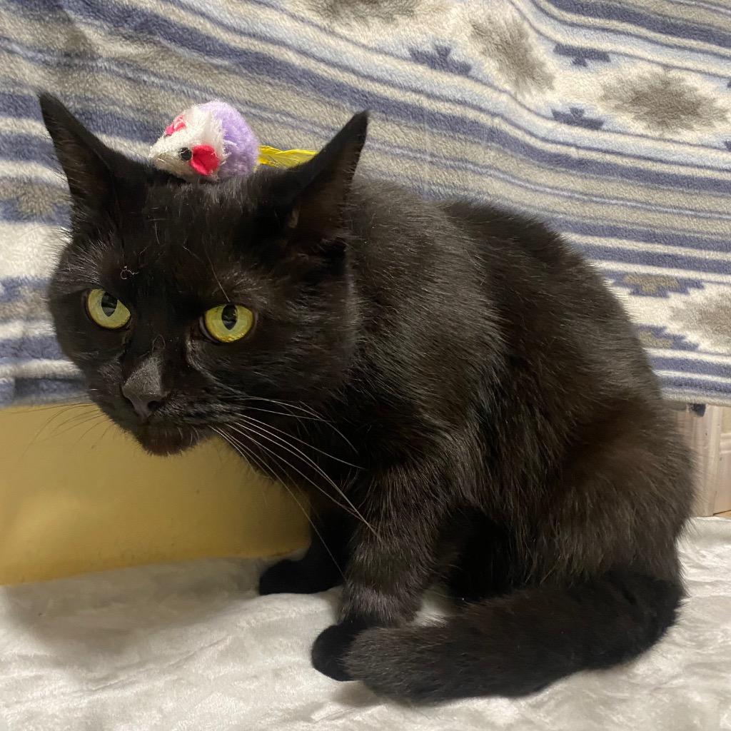 Munch, a Adoptable mixed breed in Fall River, MA image 3/6