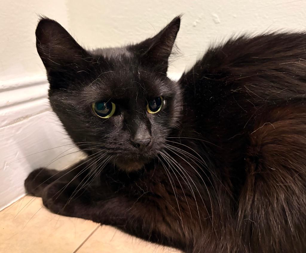Munch, a Adoptable mixed breed in Fall River, MA image 2/6