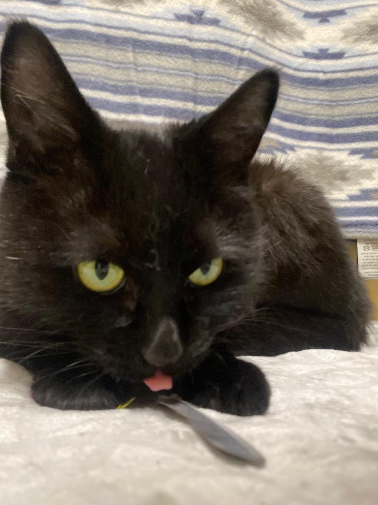 Munch, a Adoptable mixed breed in Fall River, MA image 5/6