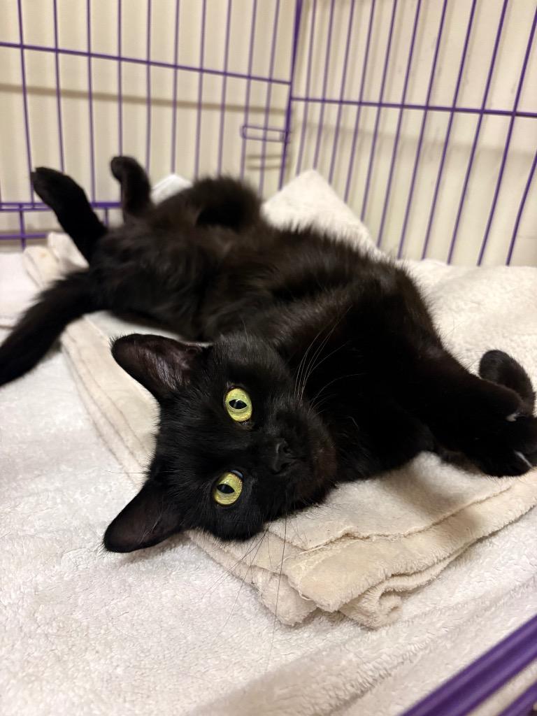 Munch, a Adoptable mixed breed in Fall River, MA image 3/6
