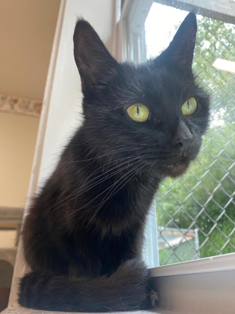 Munch, a Adoptable mixed breed in Fall River, MA image 5/6
