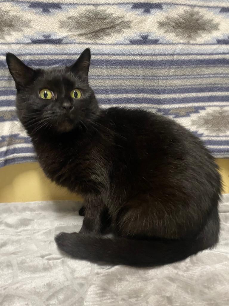 Munch, a Adoptable mixed breed in Fall River, MA image 6/6