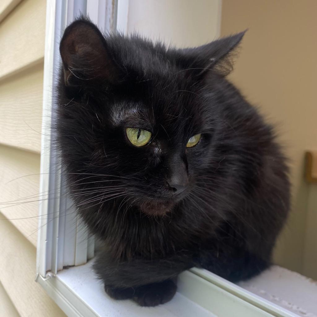 Munch, a Adoptable mixed breed in Fall River, MA image 6/6