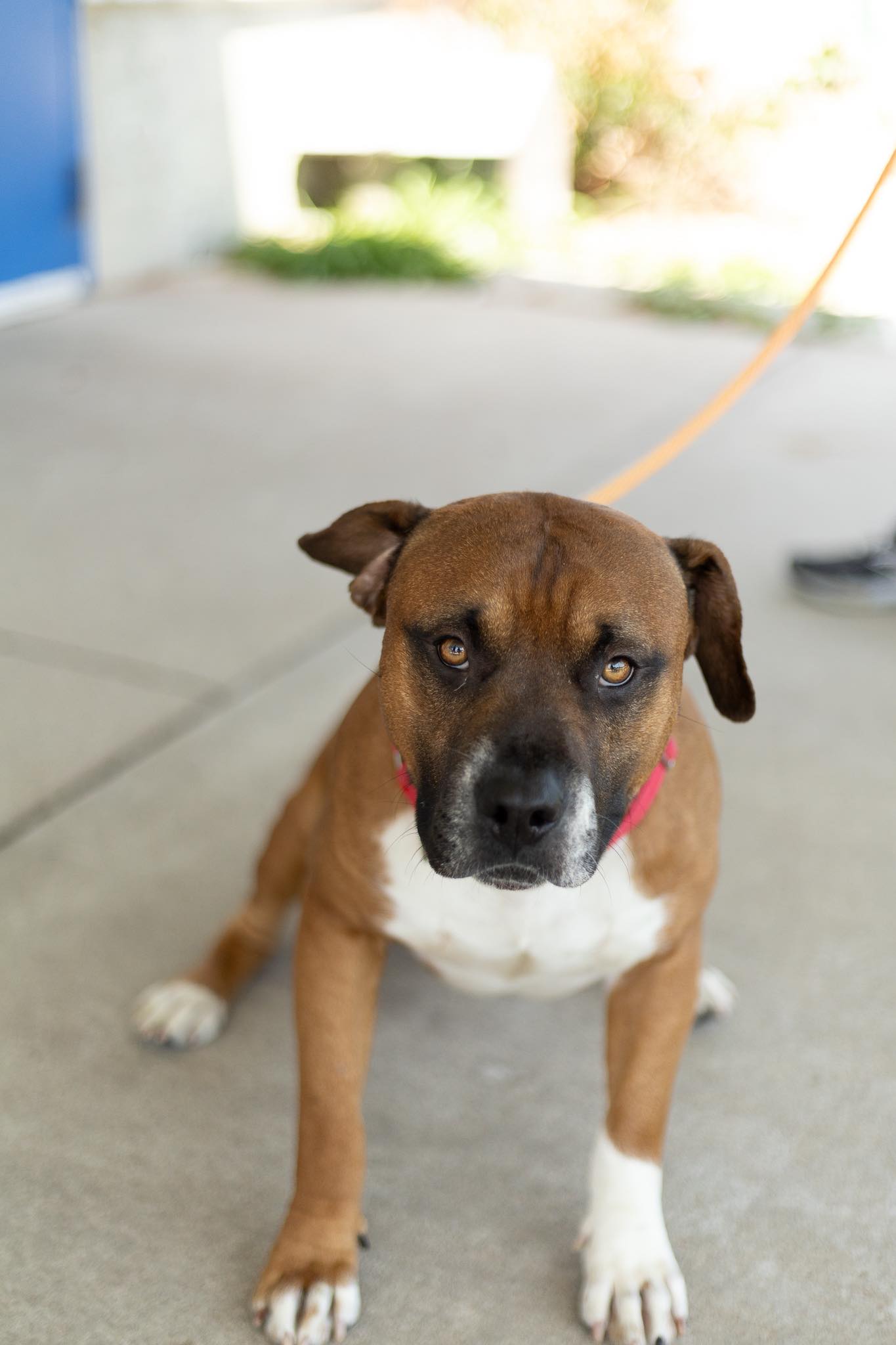 Hercules, an adoptable Boxer, American Bulldog in Clinton, MO, 64735 | Photo Image 2