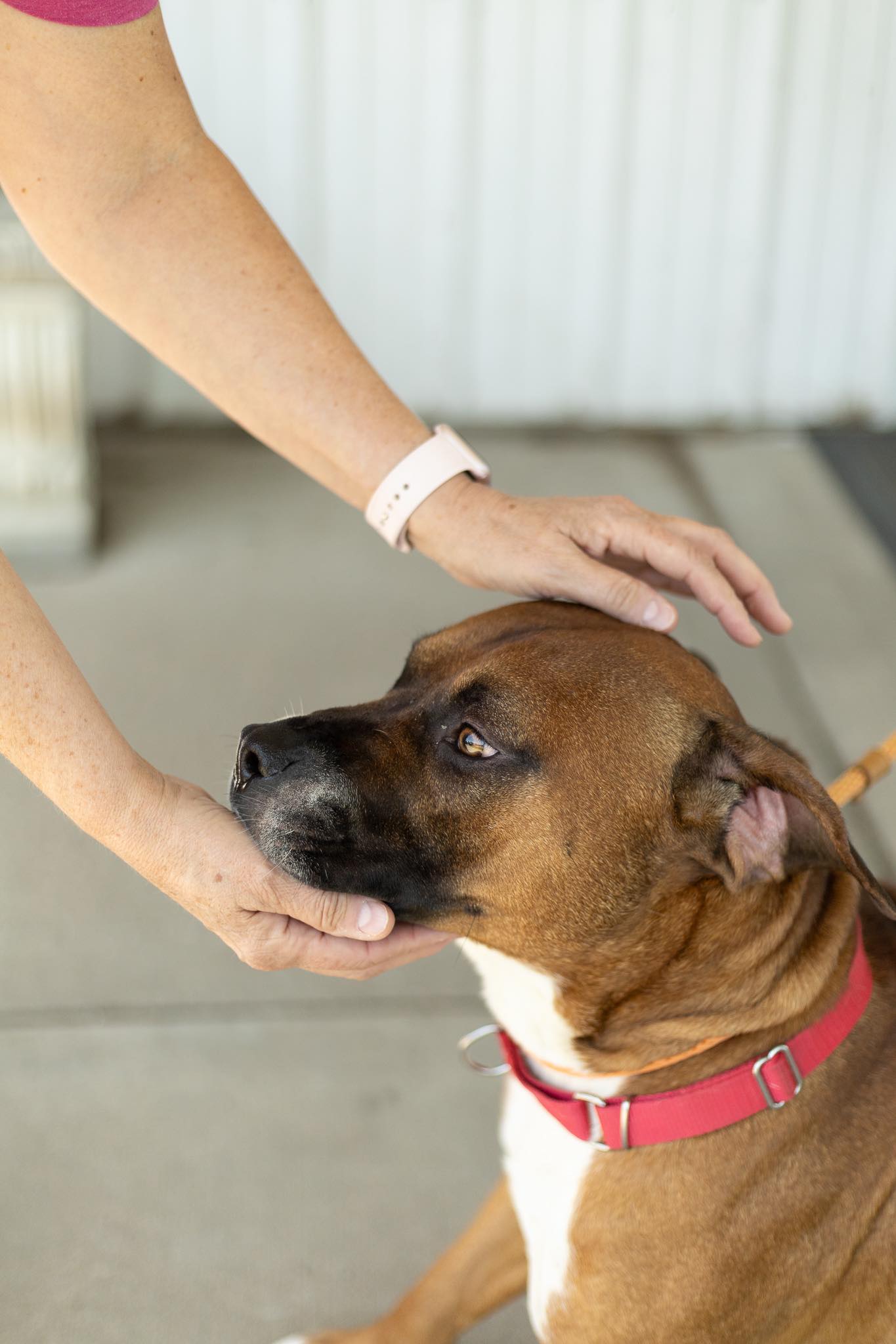 Hercules, an adoptable Boxer, American Bulldog in Clinton, MO, 64735 | Photo Image 3