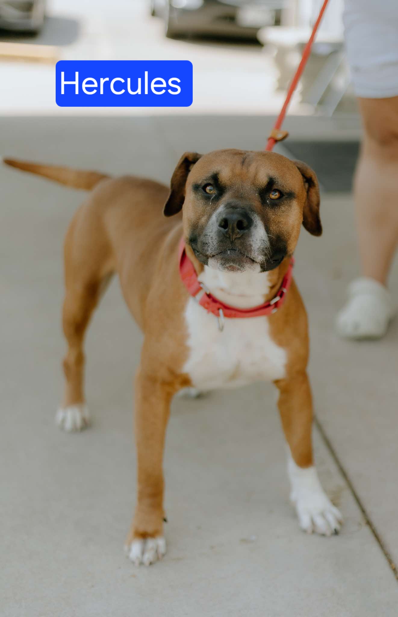 Hercules, an adoptable Boxer, American Bulldog in Clinton, MO, 64735 | Photo Image 1