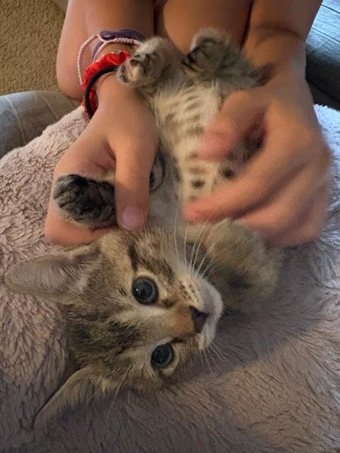 Tigress, Adoptable, Kitten Female Tabby.