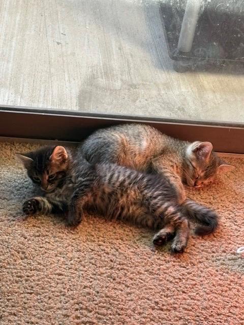 Enlarge Tigress, a Adoptable Tabby in San Antonio, TX image 2/5