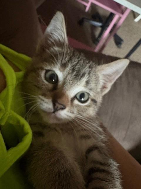Enlarge Tigress, a Adoptable Tabby in San Antonio, TX image 3/5