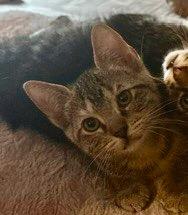 Enlarge Tigress, a Adoptable Tabby in San Antonio, TX image 4/5