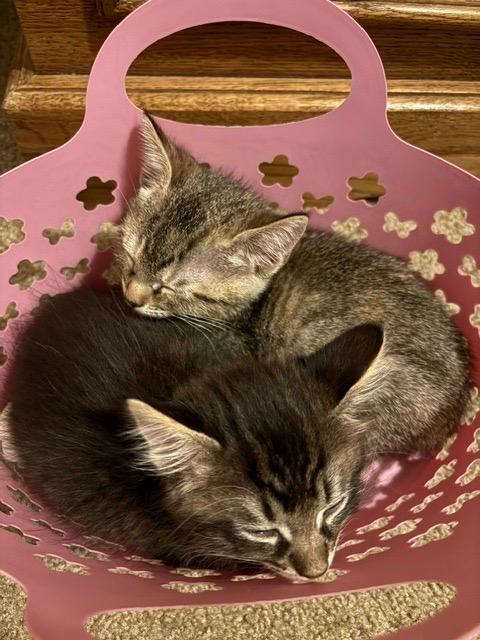 Enlarge Tigress, a Adoptable Tabby in San Antonio, TX image 5/5