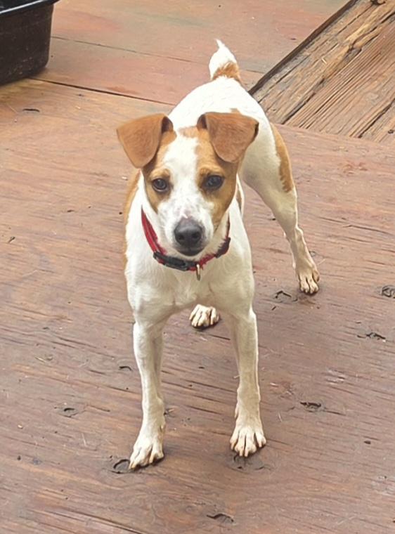 Enlarge NILES, a Adoptable mixed breed in Troutman, NC image 2/4