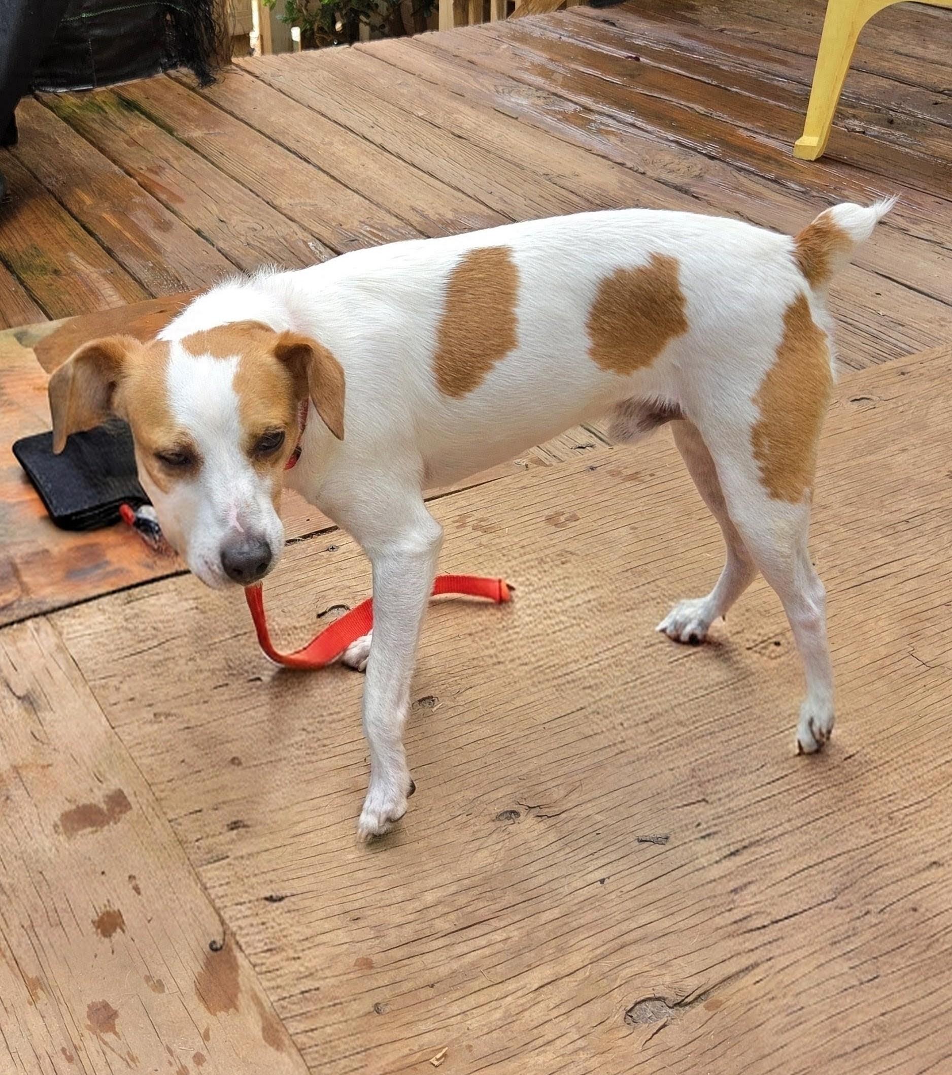 Enlarge NILES, a Adoptable mixed breed in Troutman, NC image 3/4