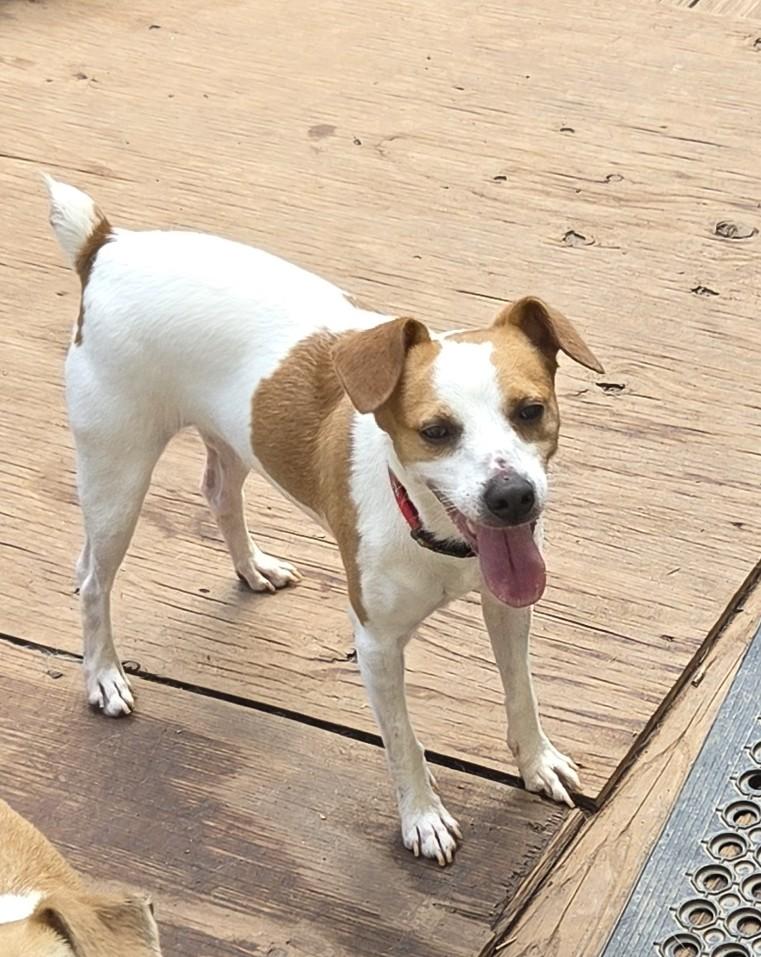 Enlarge NILES, a Adoptable mixed breed in Troutman, NC image 1/4