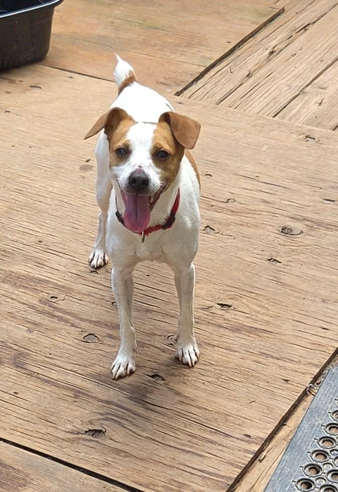 Enlarge NILES, a Adoptable mixed breed in Troutman, NC image 4/4