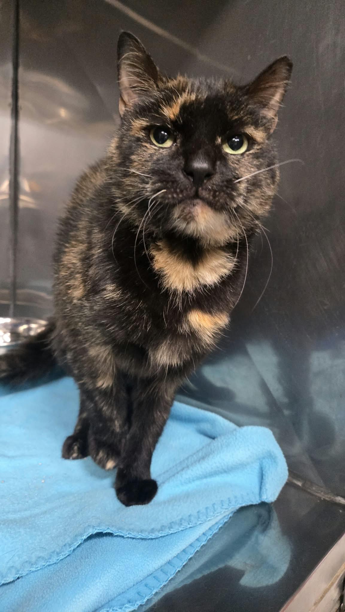 Enlarge Ozempic, a Adoptable Domestic Short Hair in Martinsville, IN image 2/2
