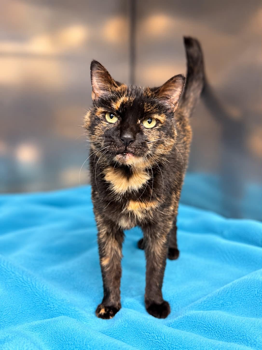 Ozempic, Adoptable, Adult Female Domestic Short Hair.