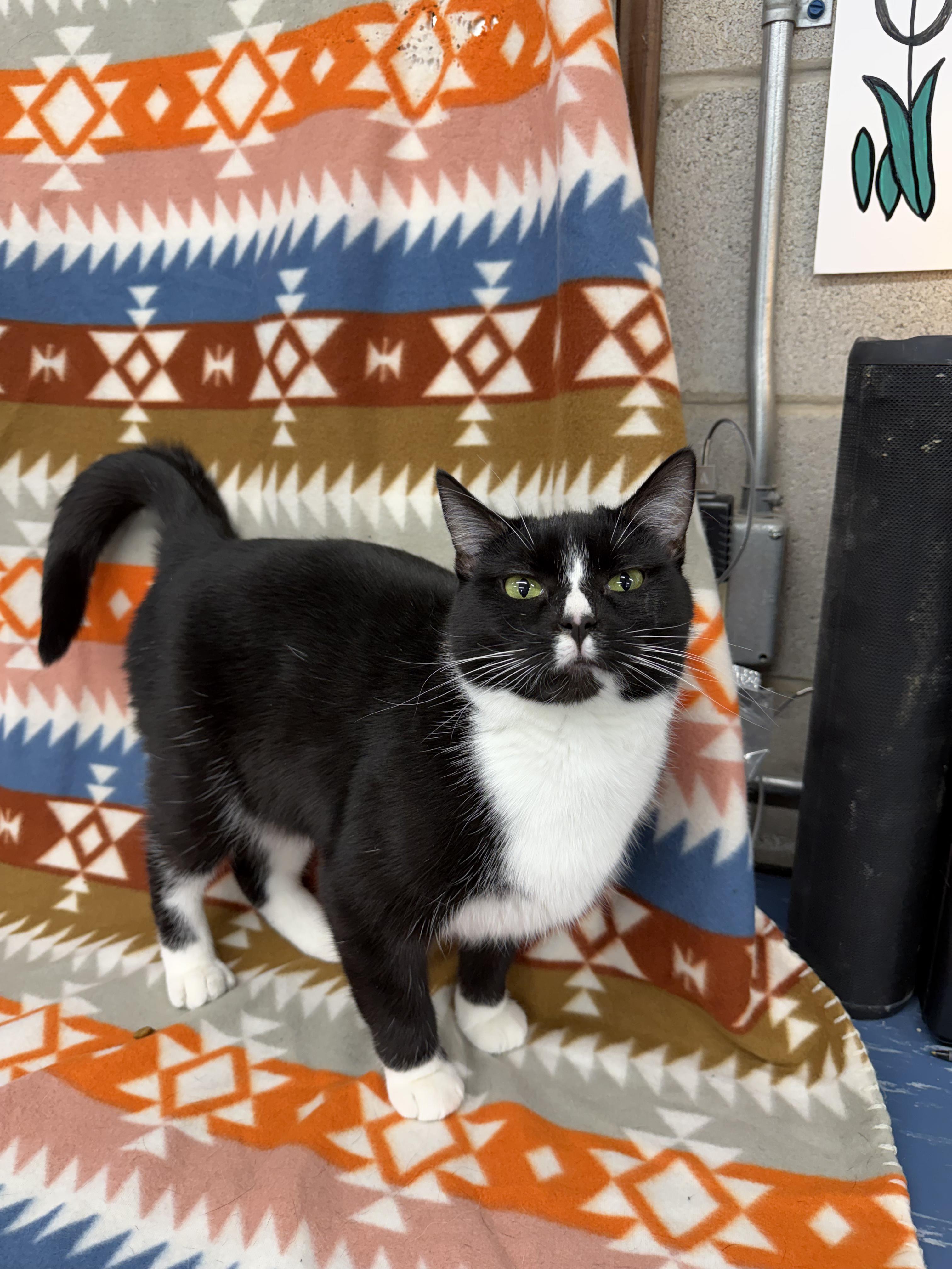 Enlarge Angelica, a ADOPTABLE Domestic Short Hair in Winamac, IN image 1/1