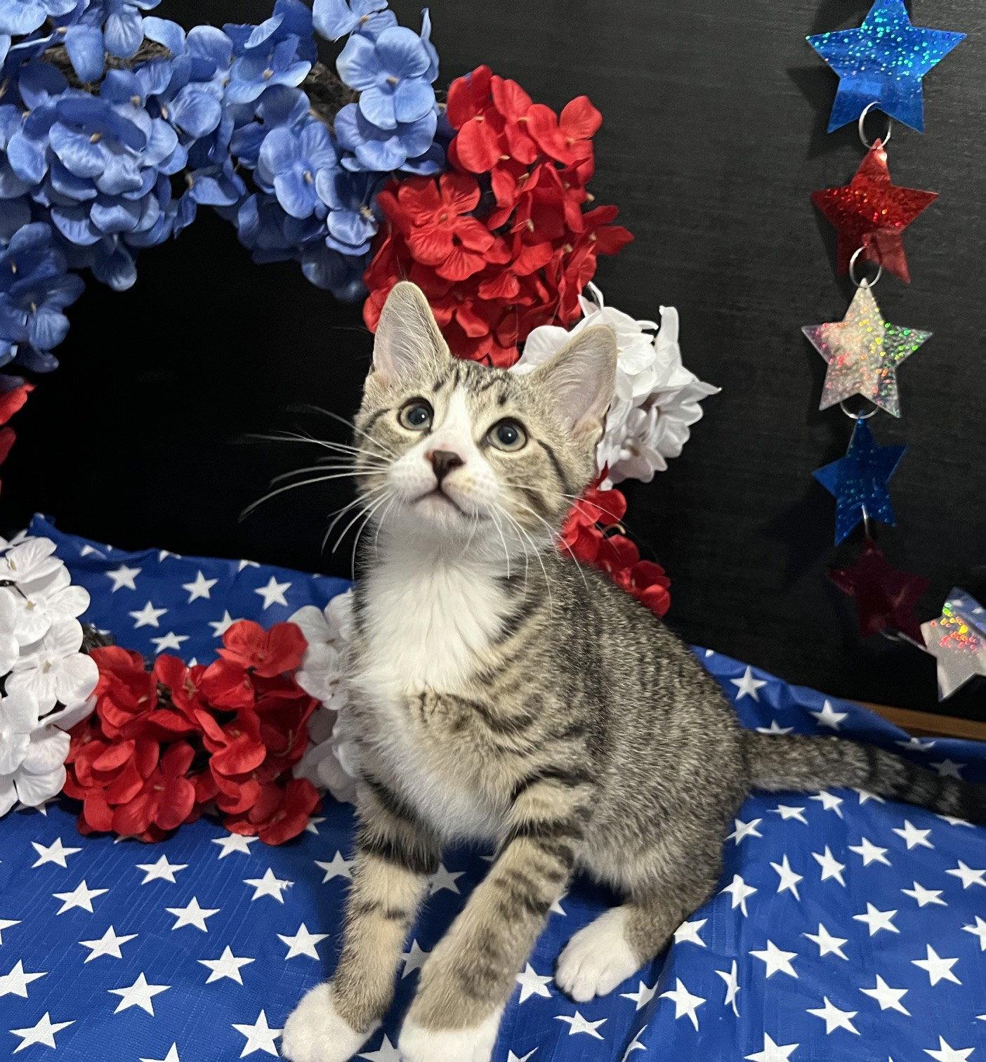 Shubert, Adoptable, Kitten Male Tabby & Domestic Short Hair.