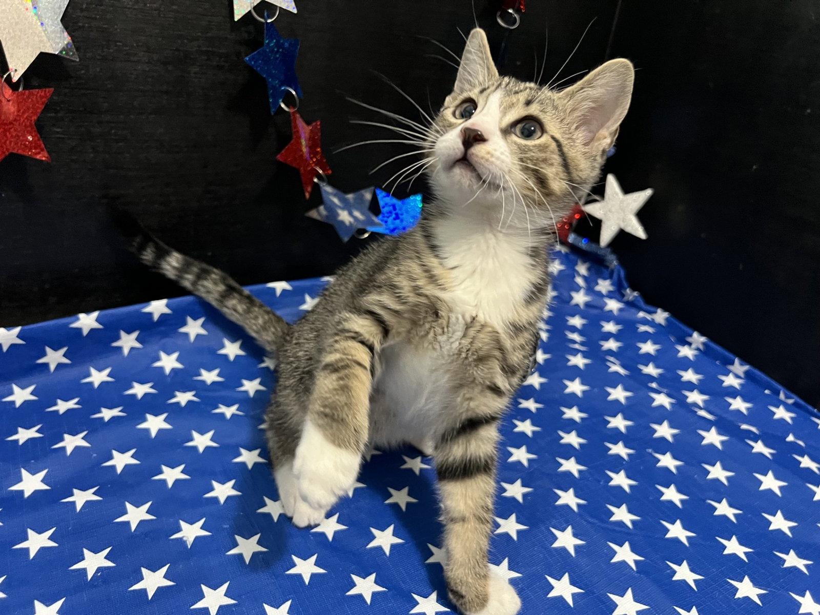 Shubert, a Adoptable mixed breed in Fayetteville, GA image 3/3