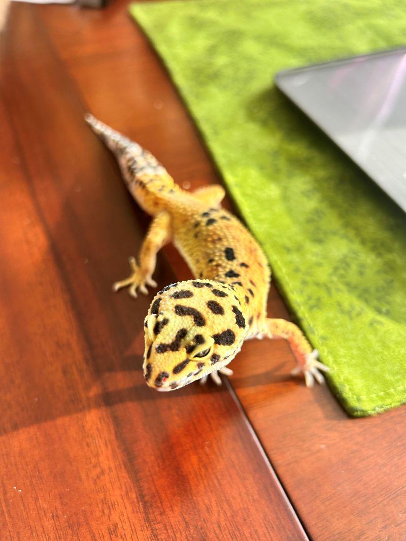 Enlarge Honey, a ADOPTABLE Gecko in Greenfield, WI image 1/1
