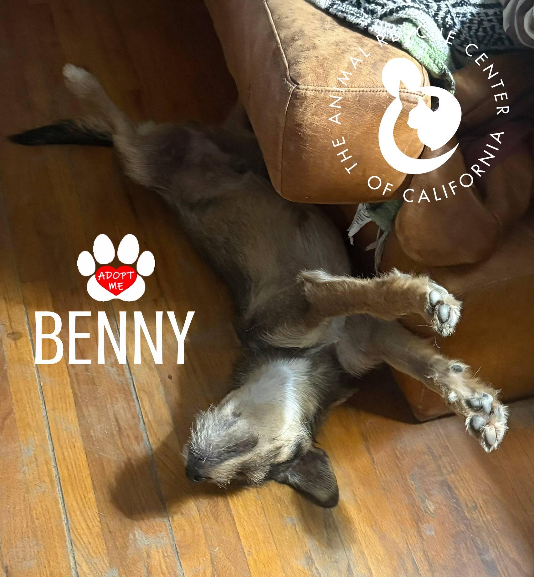 Enlarge Benny, an adopted mixed breed in Coachella, CA image 2/6