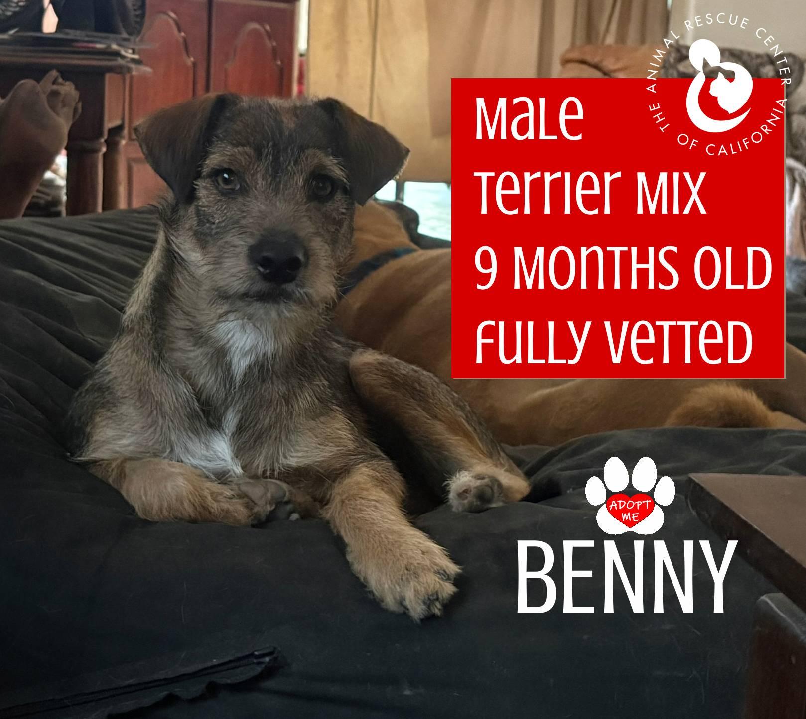 Enlarge Benny, an adopted mixed breed in Coachella, CA image 4/6